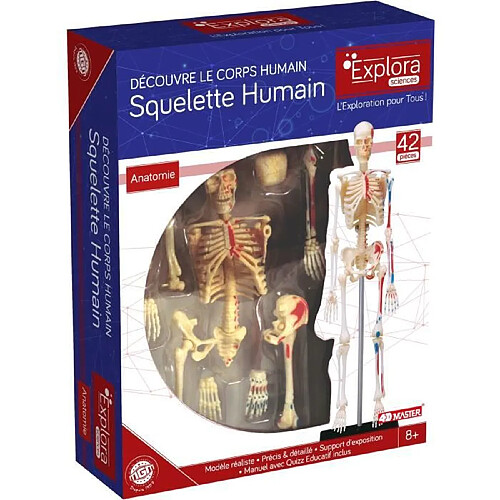 MGM - Explora - Anatomie squelette - Expérience anatomie