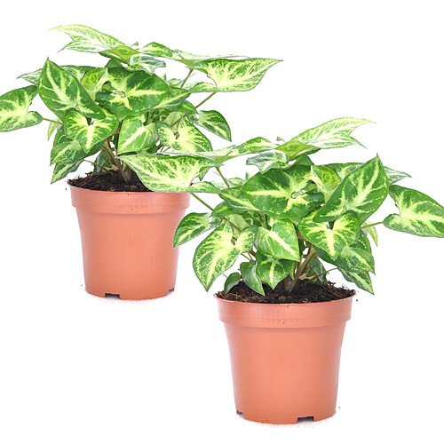 Plant in a Box Syngonium 'Pixie' - Set de 2 - Plante fléchée - Pot 12cm - Hauteur 25-40cm