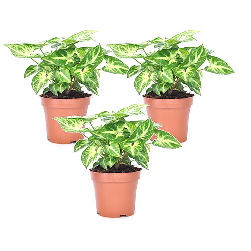 Plant in a Box Syngonium 'Pixie' - Set de 3 - Plante fléchée - Pot 12cm - Hauteur 25-40cm