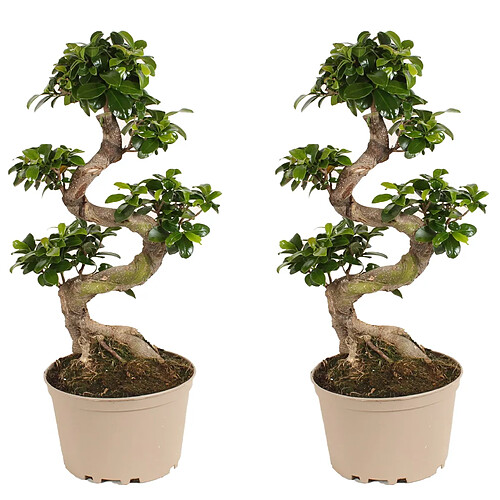 Plant in a Box Ficus Ginseng forme de S - Set de 2 - Bonsaï japonais - 20cm - Hauteur 55-65cm