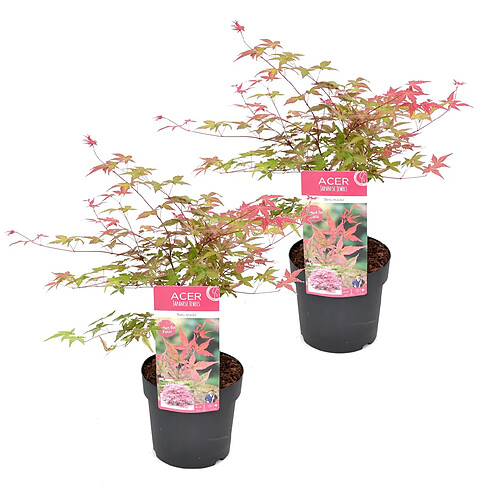 Plant in a Box Acer palmatum 'Beni Maiko' - Set de 2 - Erable - Pot 19cm - Hauteur 60-70cm