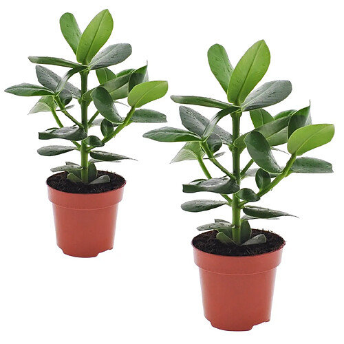 Plant in a Box Clusia rosea 'Princesse' - Set de 2 - Pot 12cm - Hauteur 25-35cm