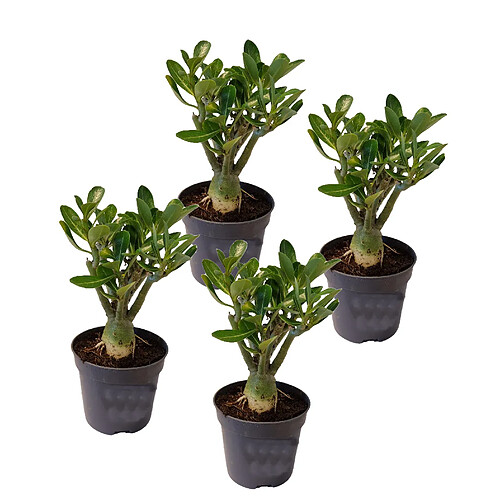 Plant in a Box Adenium Obesum - Set de 4 - Roses du désert - Pot 10.5cm - Hauteur 25-40cm