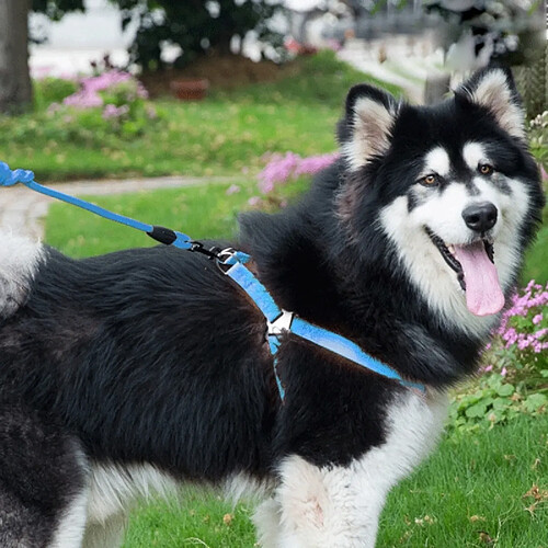 Wewoo Pour chien + Harnais + bleu Laisse Trois ensembles, M, Tour de poitrine: 43-67cm, Col Taille du col: 33-52cm, Poids de l'animal: 15kg Dessous Collier