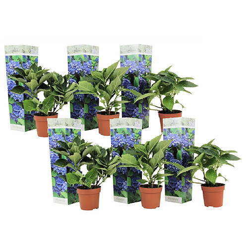 Plant in a Box Hydrangea macrophylla - Bleu - Set de 6 - Hortensia - Pot 9cm - Hauteur 25-40cm