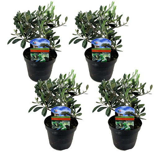 Plant in a Box Olea Europaea - Set de 4 - Buisson d'olivier - Pot 14cm - Hauteur 25-40cm