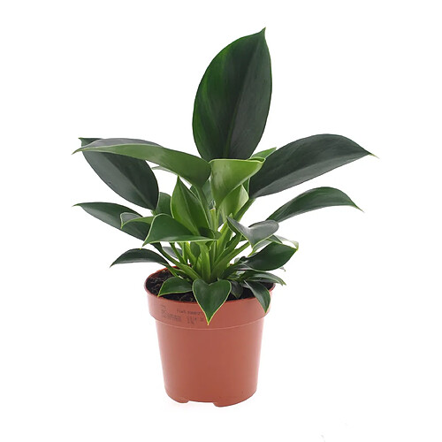 Plant in a Box Philodendron 'Princesse verte' - Pot 12cm - Hauteur 20-30cm