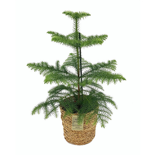 Plant in a Box Araucaria Heterophylla - Inclus panier - Pin - Pot 17cm - Hauteur 50-60cm