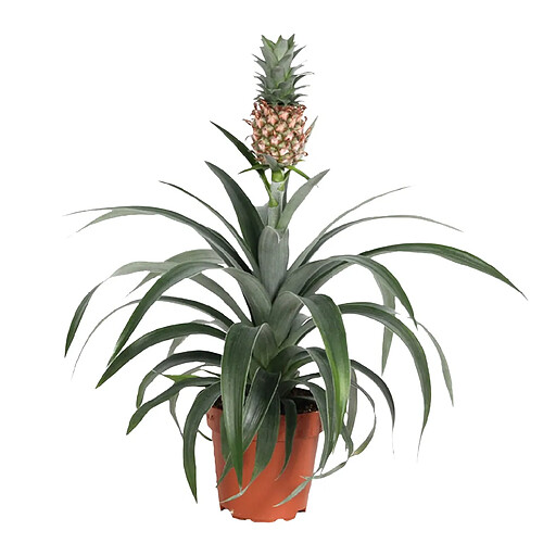 Plant in a Box Plante ananas 'Mi Amigo' - plante anti-ronflement - 12cm - Hauteur 35-45cm