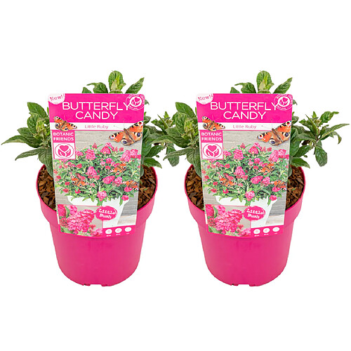 Plant in a Box Buddleja Candy 'Petit Rubis' - Set de 2 - Buddleia - Pot 19cm - Hauteur 30-40cm