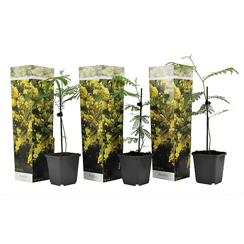 Plant in a Box Acacia dealbata 'Mimosa' - Set de 3 - Pot 9cm - Hauteur 25-40cm