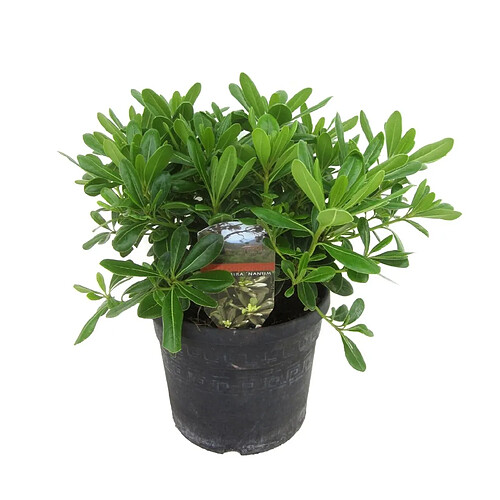 Plant in a Box Pittosporum tobira nanum - Buisson de laurier fleur - Pot 19cm - Hauteur 30-40cm