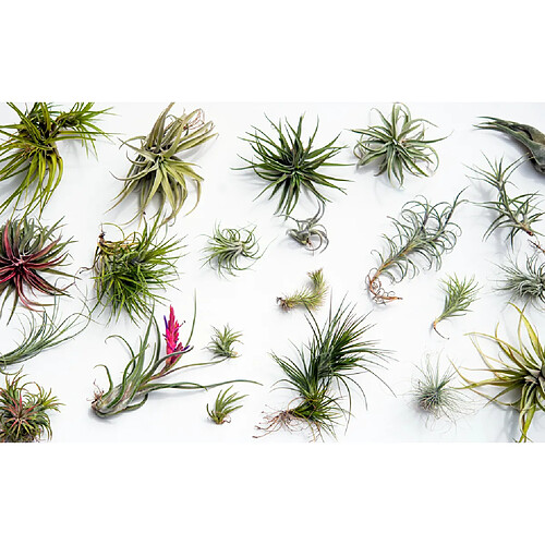 Plant in a Box Tillandsia mélange de plantes - Mix de 24 - Hauteur 5-15cm