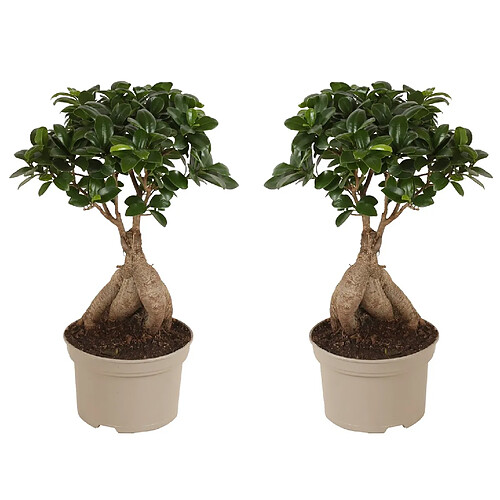 Plant in a Box Bonsaï Ficus Ginseng - Set de 2 - Pot 12cm - Hauteur 30-40cm