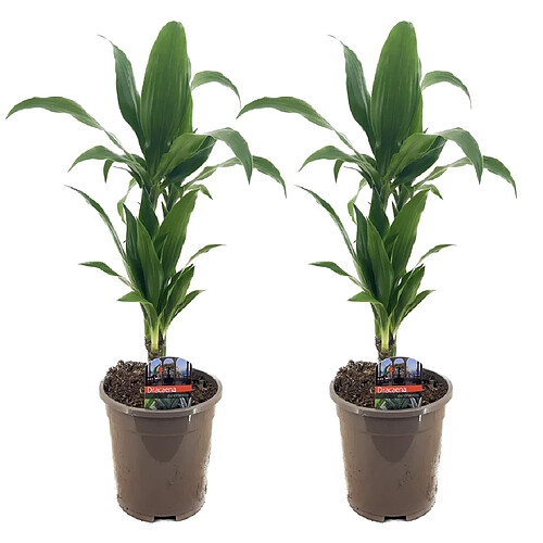 Plant in a Box Dracaena Deremensis 'Janet Craig' - Pot 17cm - Hauteur 60-70cm