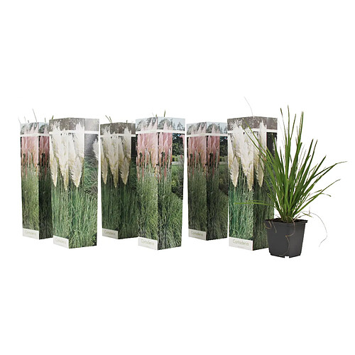 Plant in a Box Cortaderia selloana - Mélange de 6 - Blanc & Rose - Pot 9cm - Hauteur 25-40cm