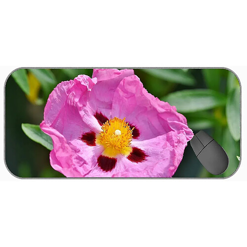 Universal (750x300x3) xxl pad de souris de jeu, cistus fleur rose nature fleur du bureau de souris