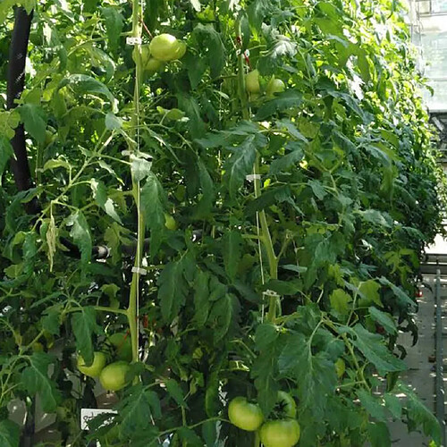 Crochets De Tomates Végétales 35x 10M Avec Pinces à Tomates En Ficelle, Pinces à