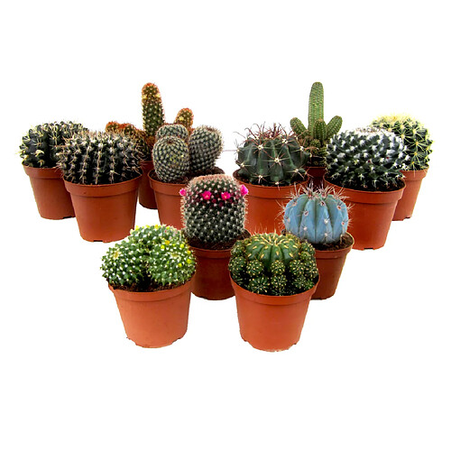 Plant in a Box Mini Cactus - Mélange de 12 Pièces - Pot 5.5cm - Hauteur 5-10cm