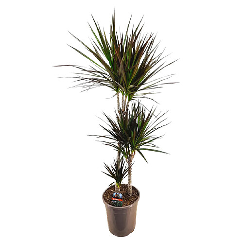 Plant in a Box Dracaena Marginata Magenta - Dracaena Magenta - Pot de 24cm - Hauteur 110-130cm