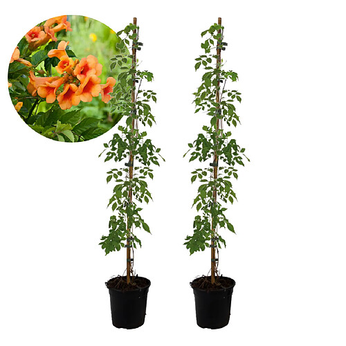 Plant in a Box Campsis Radicans XL ????- lot de 2 - plante grimpante - 17 cm - hauteur 110 cm