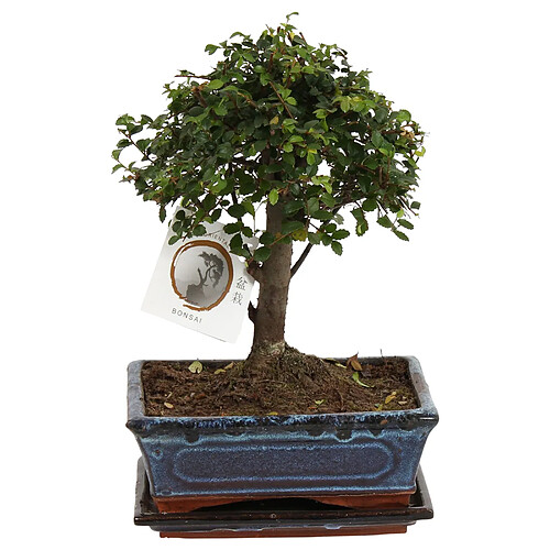 Plant in a Box Bonsaï 'Zelkova' - forme sphérique - 15cm - Hauteur 25–35cm