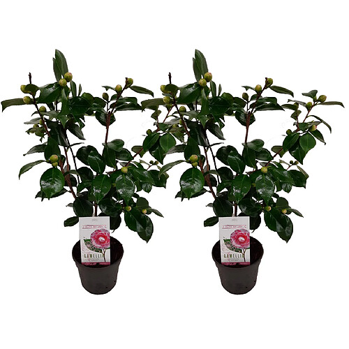 Plant in a Box Camellia japonica 'Bonomiana' - Set de 2 - Rose - Pot 15cm - Hauteur 50-60cm