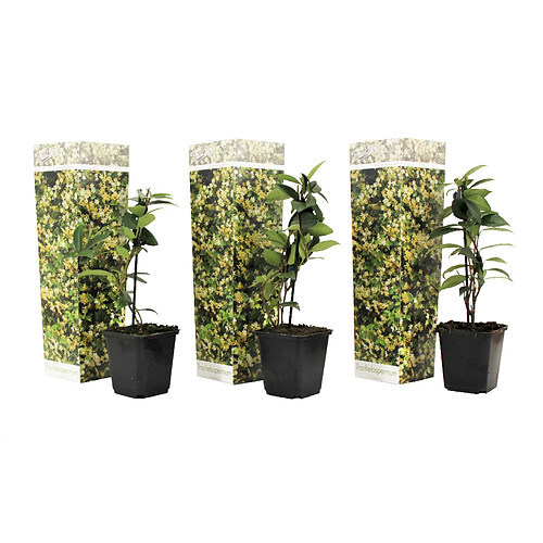 Plant in a Box Jasmin de Toscane - Set de 3 - Jaune - Pot 9cm - Hauteur 25-40cm