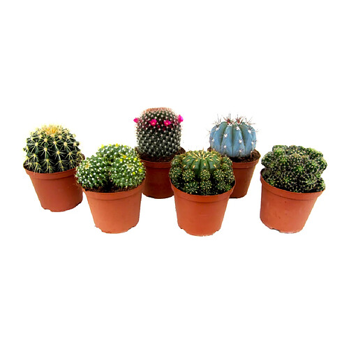 Plant in a Box Mini Cactus - Mélange de 6 Pièces - Pot 5.5cm - Hauteur 5-10cm