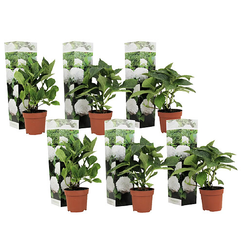 Plant in a Box Hydrangea macrophylla - Blanc - Set de 6 - Hortensia - Pot 9cm - Hauteur 25-40cm