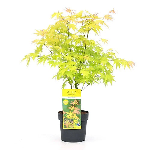 Plant in a Box Acer 'Orange Dream' - Érable du Japon - Pot 19cm - Hauteur 60-70cm