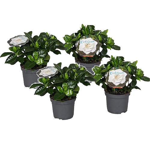 Plant in a Box Gardenia Jasminoides - Set de 4 - Pot 13cm - Hauteur 20-30cm