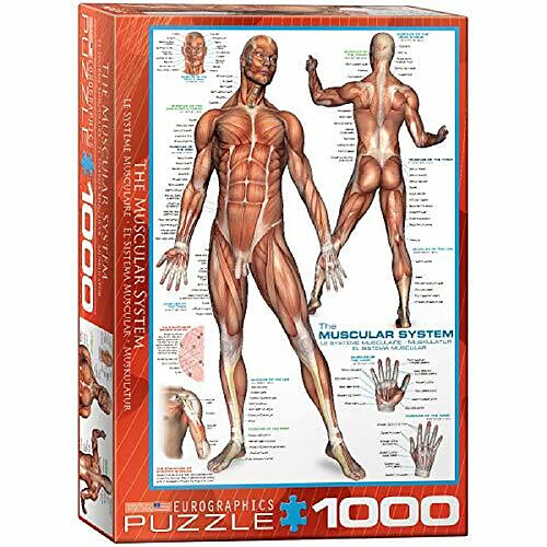 Puzzle du systAme musculaire Eurographics (1000 piAces) (6000-2015)