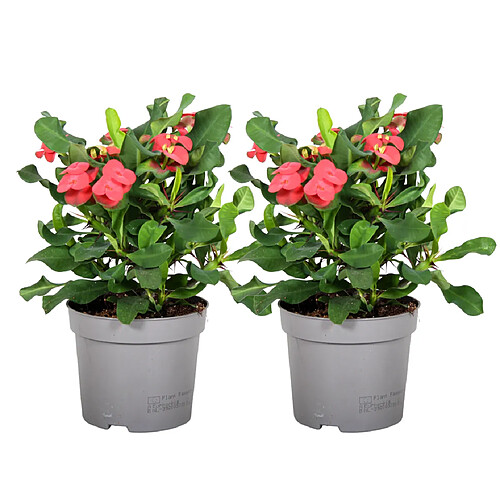 Plant in a Box Euphorbia Milii - Épine du Christ - lot de 2 - Succulente - 13cm - 25-35cm