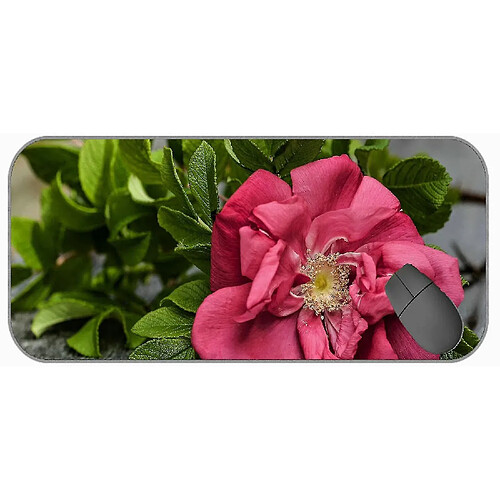 Universal (750x300x3) Mat / coussin de souris de jeu étendu - Large, feuilles de souris de fleur de rose de terre avec cousée