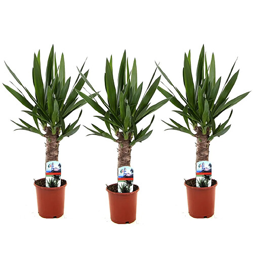 Plant in a Box Yucca Elephantipes - Set de 3 - 14cm - Hauteur 50-60cm