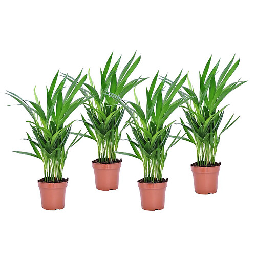 Plant in a Box Dypsis Lutescens - Areca Palmier D'or - Set de 4 - Pot 12cm - Hauteur 30-45cm