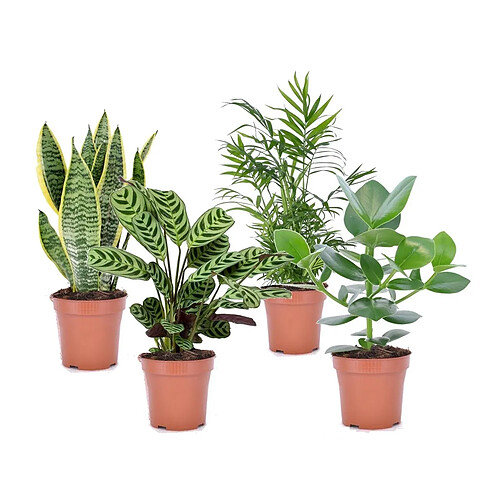 Plant in a Box Plantes d'intérieur 'Easy Care' - Set de 4 - Pot 12cm - Hauteur 25-40cm