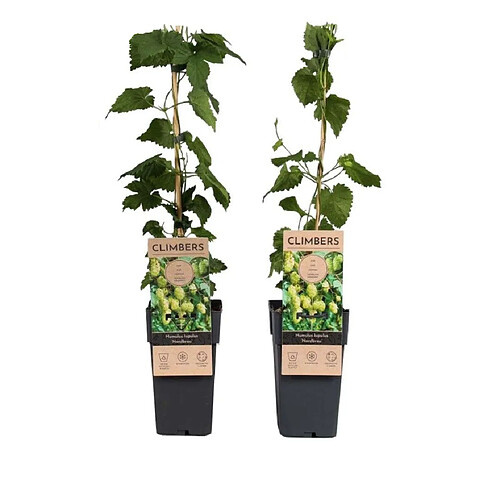 Plant in a Box Humulus lupulus 'Nordbrau' - 2 Plantes de houblon - Pot 15cm - Hauteur 50-60cm