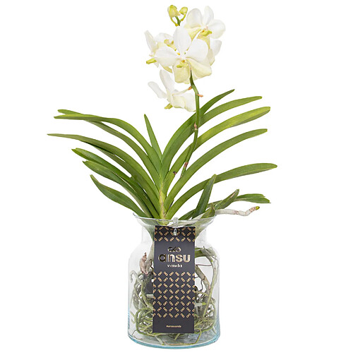 Plant in a Box Vanda 'Bose' en vase - Orchidée - Blanc - Hauteur 45cm