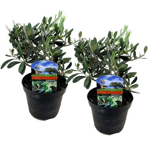 Plant in a Box Olea Europaea - Set de 2 - Buisson d'olivier - Pot 14cm - Hauteur 25-40cm