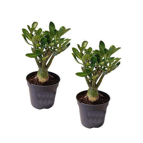 Plant in a Box Adenium Obesum - Set de 2 - Roses du désert - Pot 10,5cm - Hauteur 25-40cm