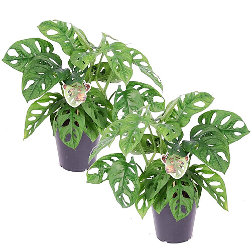 Plant in a Box Monstera Monkey-Mask - Set de 2 - 12cm - Hauteur 20-30cm