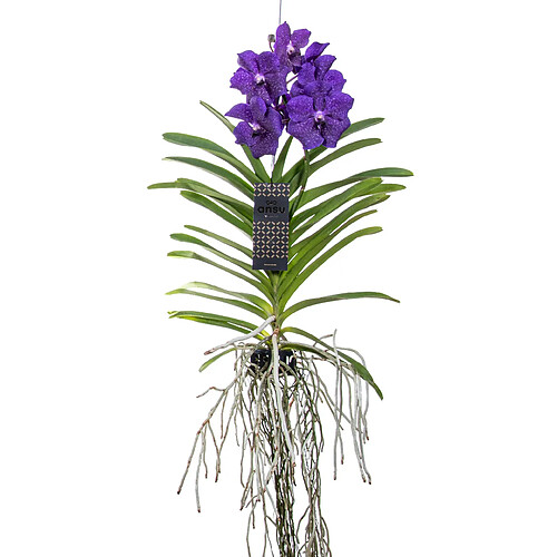 Plant in a Box Orchidée Vanda - Bleu - L - Hauteur 60cm