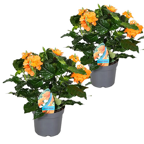 Plant in a Box Crossandra Infundibuliformis Fortuna - Set de 2 - Pot 13cm - Hauteur 20-30cm