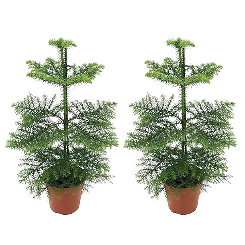 Plant in a Box Araucaria Heterophylla - x2 - Pin de Norfolk - Pot 14cm - Hauteur 45-55cm