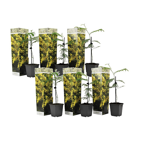 Plant in a Box Acacia dealbata 'Mimosa' - Set de 6 - Pot 9cm - Hauteur 25-40cm