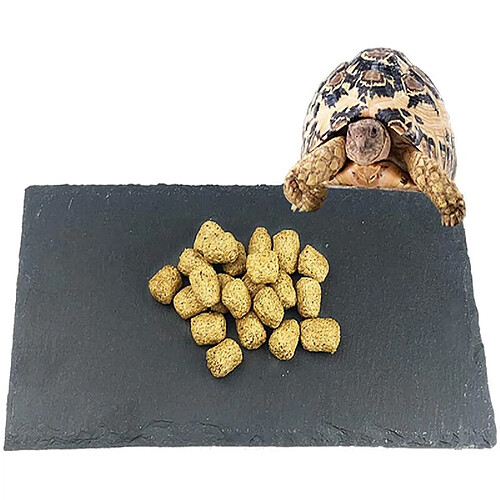 Universal Les tortues domestiques nourrissent des légumes, des rochers naturels, des reptiles, des bols de nourriture, des habitats décoratifs, des tortues, des lézards, des moustaches et des geckos.