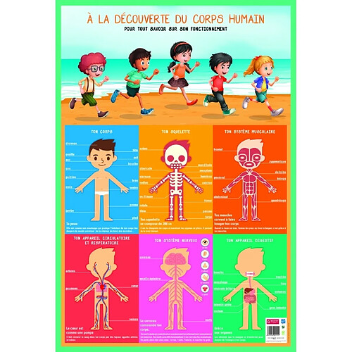 Poster pédagogique - Corps humain - 52 x 76 cm