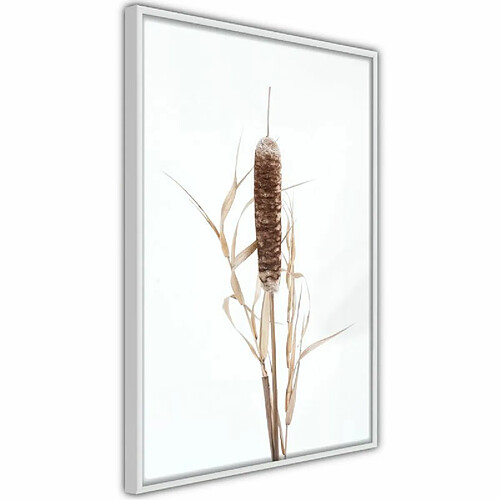 Paris Prix Affiche Murale Encadrée Typha 40 x 60 cm Blanc